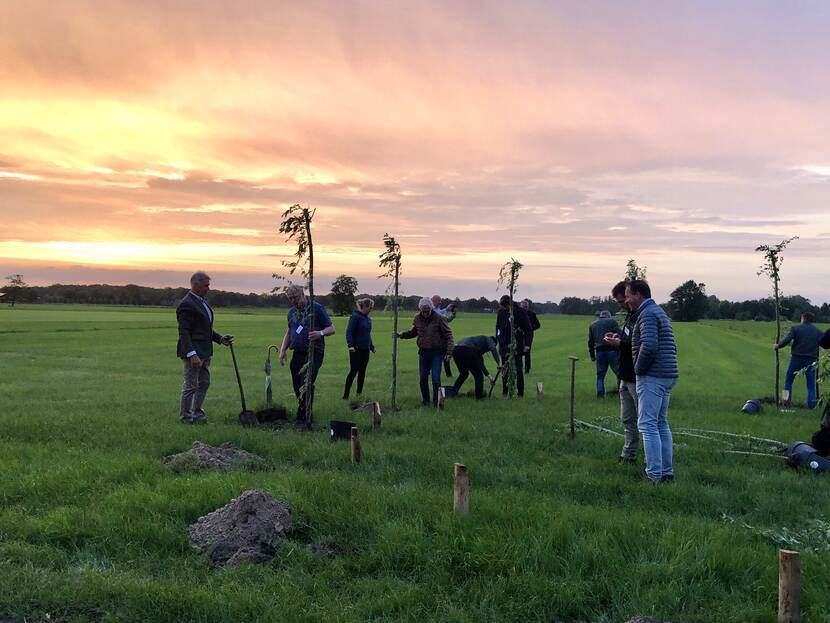 Boeren planten een cirkel knotwilgen in een weiland