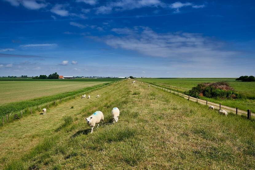 Schapen in de wei