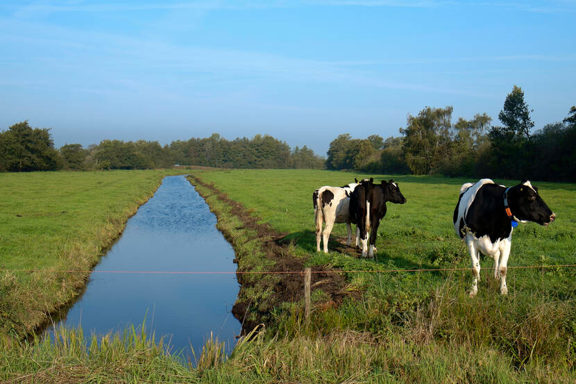 Veenweidegebied in de Oostpolder